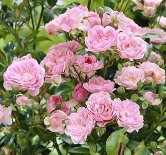 Floribunda vrtnice