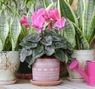 Semena sobnega cvetja