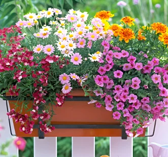 Semena vzpenjajočih se cvetov