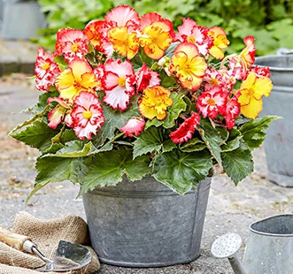 Spomladanske čebulaste rože