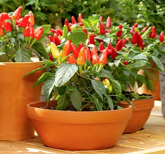 Vrt na okenski polici