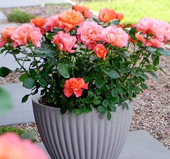 Vrtnice za balkon, teraso