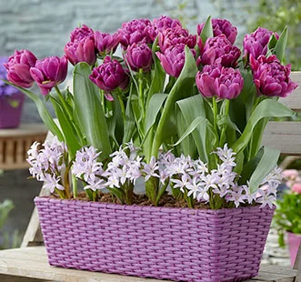 Čebulnice Best Buy Capperline