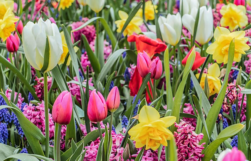 Cvetlični aranžmaji iz tulipanov in narcis