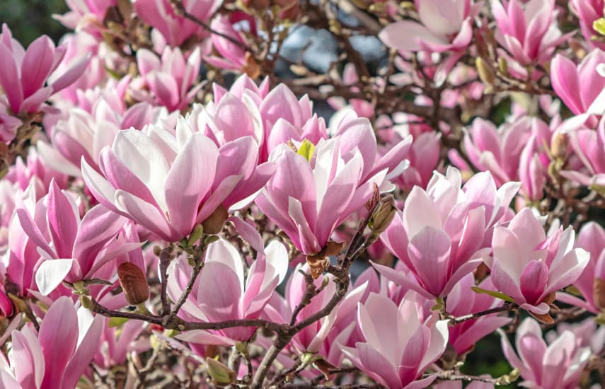 Čudovita magnolija - simbol pomladi in življenja