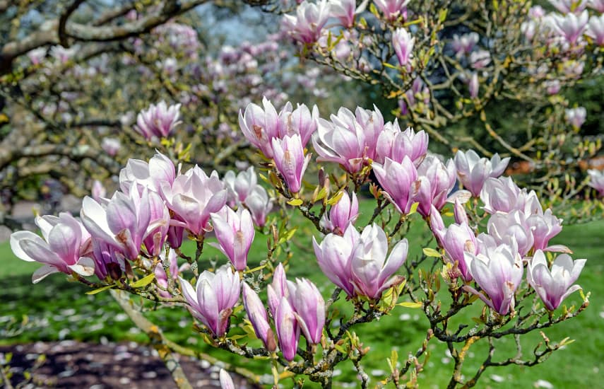 Čudovita magnolija - simbol pomladi in življenja