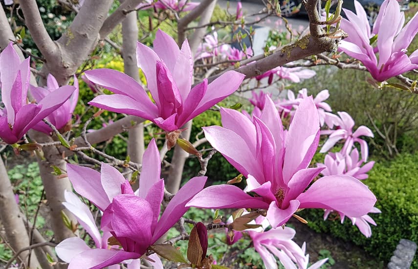 Čudovita magnolija - simbol pomladi in življenja