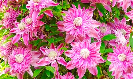 Cvetoči velikani | GradinaMax