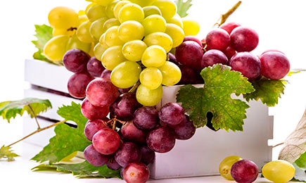 Nakup vinskih trt | GradinaMax