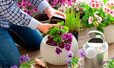 Padec cen cvetja | GradinaMax