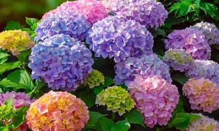 Svetle gredice | GradinaMax