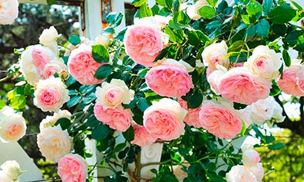 Vrtnice v nežnih odtenkih | GradinaMax