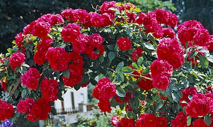 Vrtnice v svetlih barvah | GradinaMax