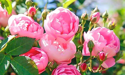 Žametne sorte vrtnic | GradinaMax